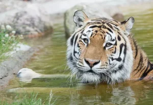 Wildpark Lüneburger Heide