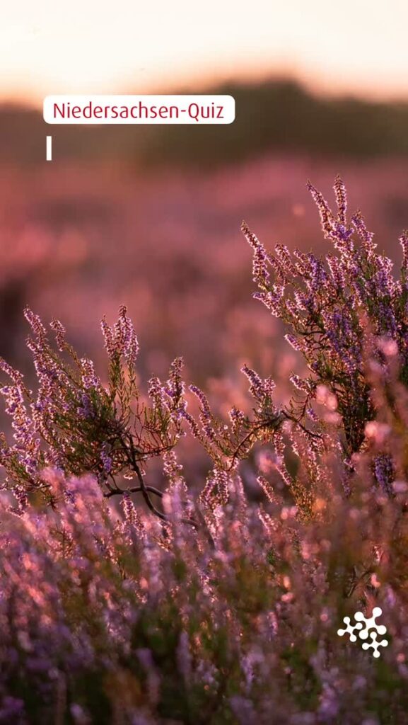 Klein, aber oho! Wisst ihr, wer uns im Sommer die schöne Landschaft beschert? 🪻👇
Bild: © Philipp Deus via Pexels